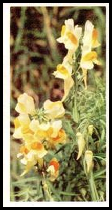 13 Toadflax